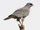 Dark Chanting Goshawk