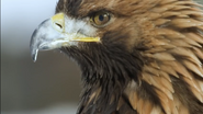 72 Dangerous Animals: Asia