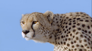 African Cats (2011)