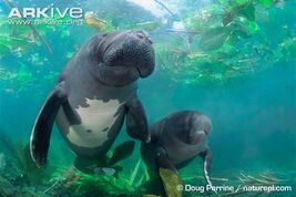 Captive-amazonian-manatee-showing-ventral-patterns
