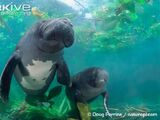 Amazonian Manatee