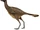 Caudipteryx