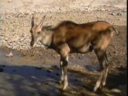 Kratts' Creatures (1996)