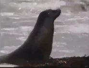 Kratts' Creatures (1996)