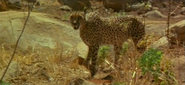 L'enfant lion (1993)