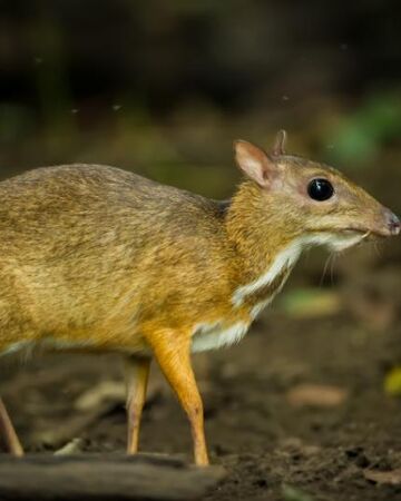 Lesser Malay Chevrotain Naturerules1 Wiki Fandom