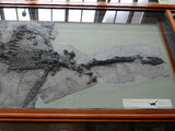 Plesiosaurus