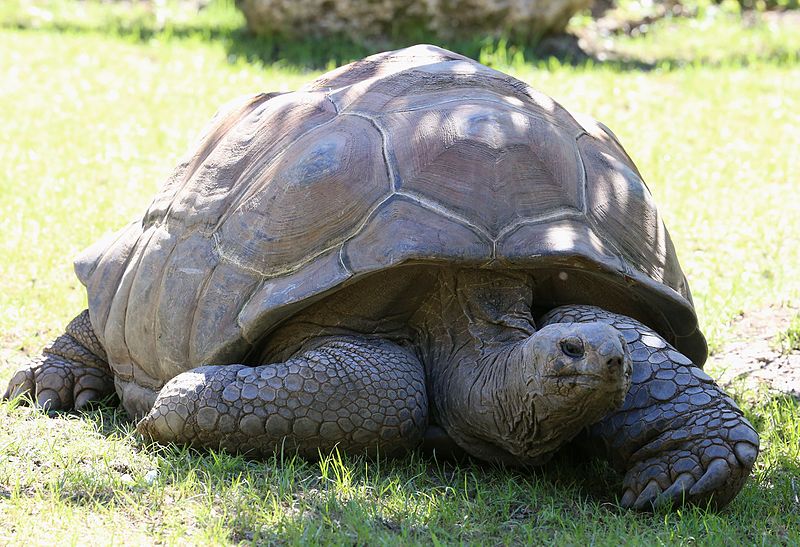 Aldabra Tortoise | NatureRules1 Wiki | Fandom