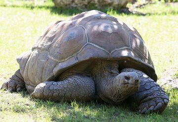 Aldabra Tortoise | NatureRules1 Wiki | Fandom