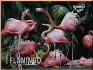 Zooventure (1997–2000)
