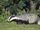 European Badger
