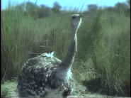 Amazing Animals (1996-1999)
