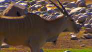 Animal Atlas (2004)