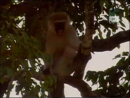 Big Cat Diary (1996-2008)