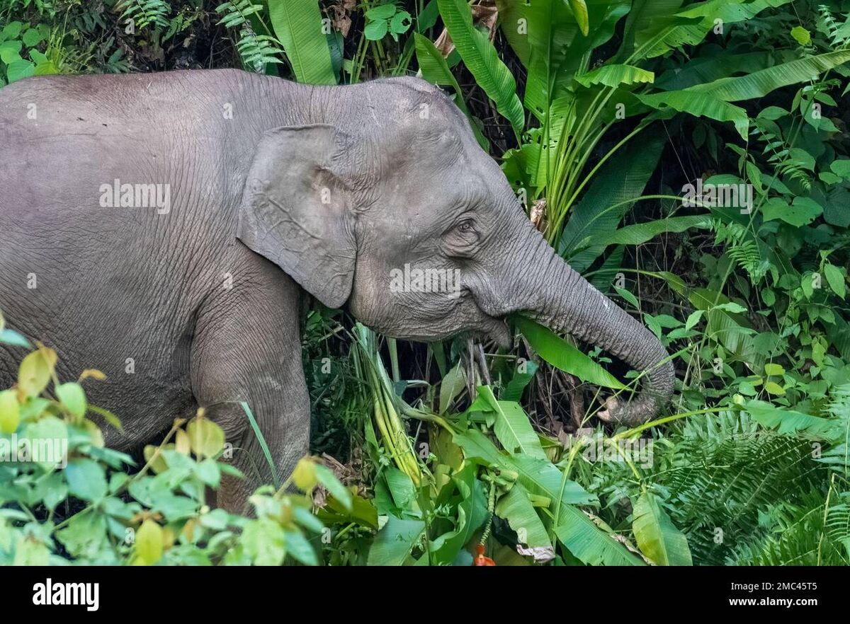 その他 Borneos Pygmy Elephants [Blu-ray] 1200?cb=20250618143811