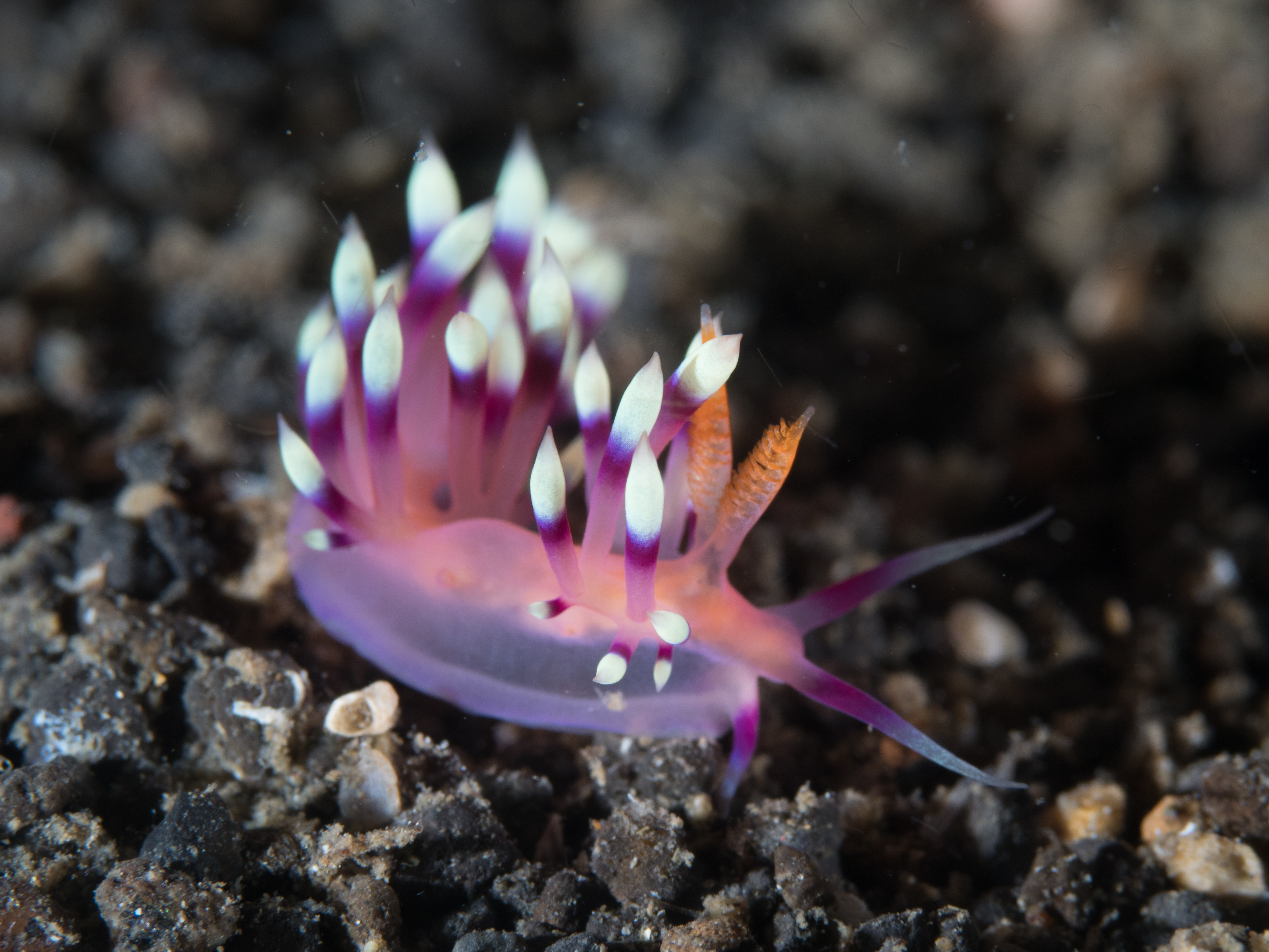 lechenaultia62 生水苔+P. primuliflora Coryphellina Exoptata | NatureRules1 Wiki | Fandom