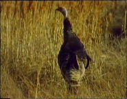 Eagle Come Home (1993)
