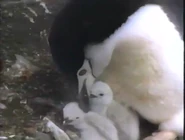 Geo Kids (1994-1995)