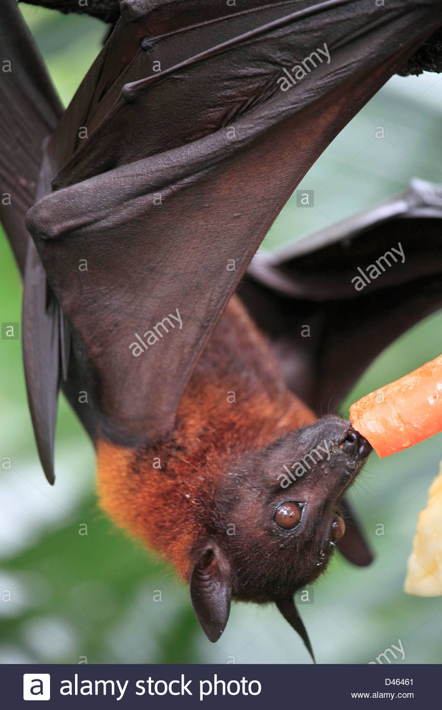 malaysian flying fox