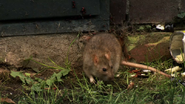 Meet the Mustelids (2020)
