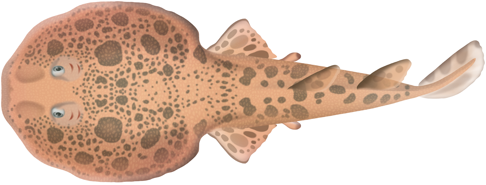 Ornate Numbfish, NatureRules1 Wiki