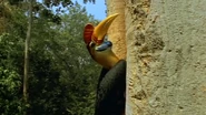Wild Indonesia (2000)