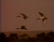 Wildlife on One (1977-2005)