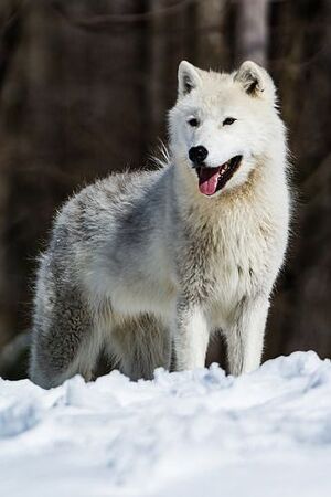 arctic wolf with blue eyes