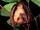 Common Blossom Bat