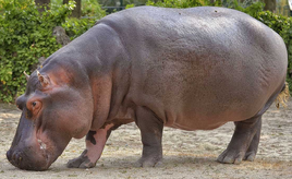 African Forest Hippopotamus