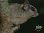 Amazing Animals (1996-1999)