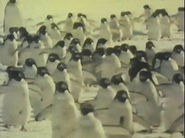 Animal Olympians (1981)