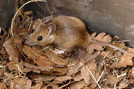 Apodemus.flavicollis