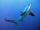 Common Thresher Shark