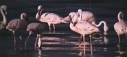 King Elephant (1971)
