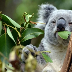 Category:Eastern Australian Temperate Forests Animals | NatureRules1 Wiki |  Fandom