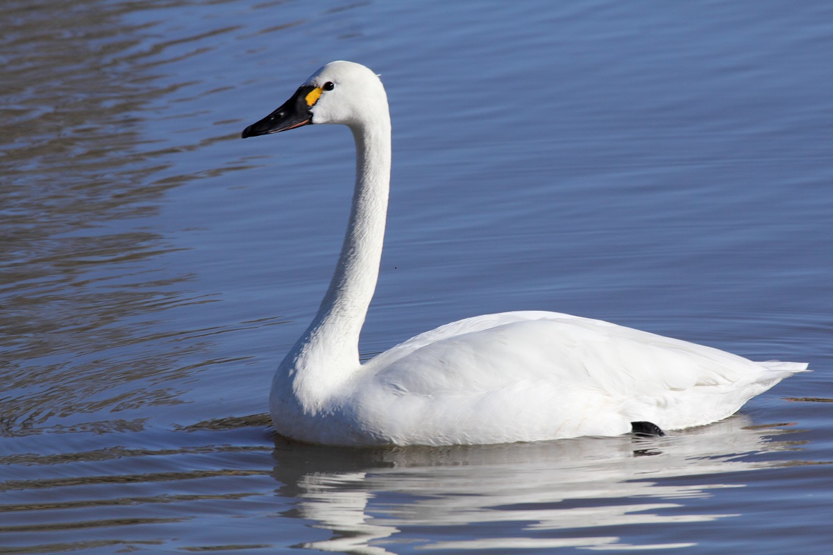 Tundra Swan NatureRules1 Wiki Fandom