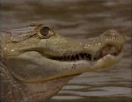 Wildlife on One (1977-2005)