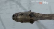 America's Wild Seasons (2019)