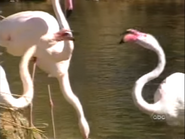 Animal Kingdom: The First Adventure (1998)