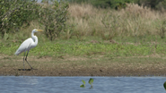 Brazil Untamed (2016)