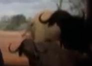 Buddy (1997)