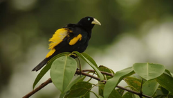 Yellow-rumped Cacique Image & Photo (Free Trial)