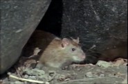 Five Owl Farm (2003)