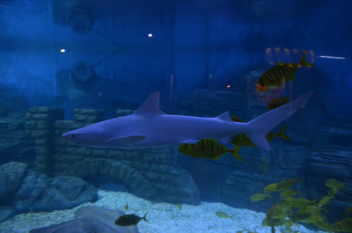 Indonesian Whaler Shark | NatureRules1 Wiki | Fandom