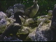 Life in the Wild (1994)