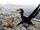 Ornithocheirus