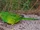 Eastern Ground Parrot