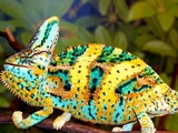 Veiled Chameleon