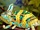 Veiled Chameleon